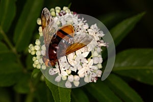 Macrophotography of a Volucella inanis photo