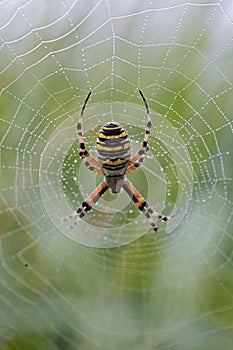 Wasp spider in its web