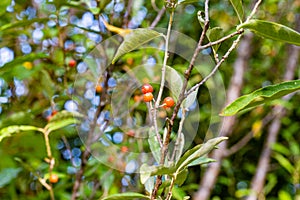 Macrophotography of wild berries, cherries, tree