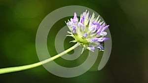 Macrophotography of a wild flower (Bituminaria bituminosa)