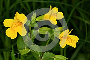 Macrophotography of a wild flower Erythranthe guttata