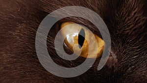 Macrophotography of the yellow cat's eye of the British breed