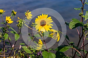 Yellow flower with yellow bug and butterfly, Sunflower with yellow butterfly and cucumber beetle