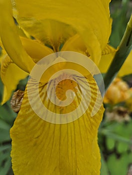 macrophotography of a yellow lily (Iris pseudacorus