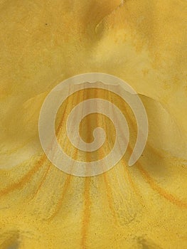 macrophotography of a yellow lily (Iris pseudacorus