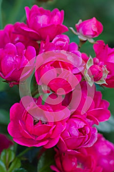 Macropicture of miniature roses