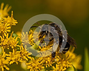 Macropis europaea Bee