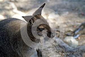 Macropods are marsupials, the kangaroo family.