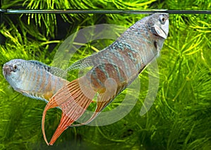 Macropodus opercularis - Paradise fish, Forktail fightingfish