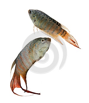 Macropodus opercularis - Paradise fish, Forktail fightingfish