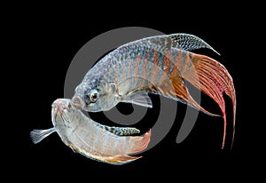 Macropodus opercularis - Paradise fish, Forktail fightingfish