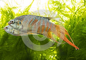Macropodus opercularis - Paradise fish, Forktail fightingfish