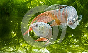 Macropodus opercularis - Paradise fish, Forktail fightingfish