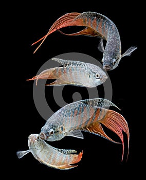 Macropodus opercularis - Paradise fish, Forktail fightingfish