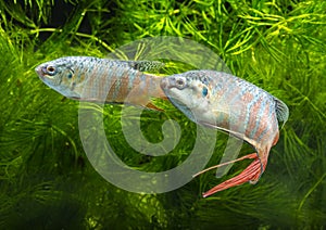 Macropodus opercularis - Paradise fish, Forktail fightingfish