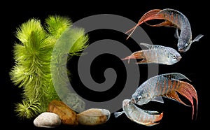 Macropodus opercularis - Paradise fish, Forktail fightingfish