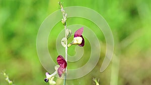 Macroptilium lathyroides (phasey bean). The plant spreads readily from seed under moist conditions