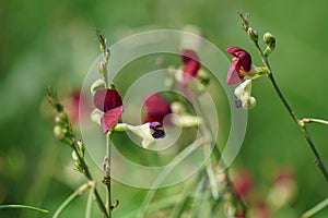 Macroptilium lathyroides (phasey bean). The plant spreads readily from seed under moist conditions