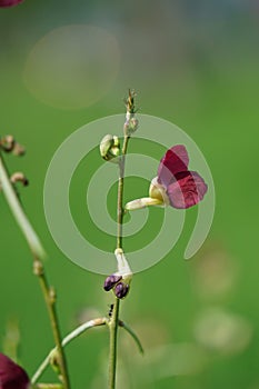 Macroptilium lathyroides (phasey bean). The plant spreads readily from seed under moist conditions