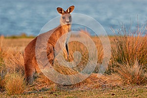 Macropus giganteus - Eastern Grey Kangaroo