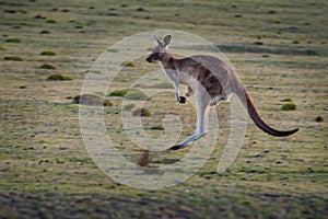 Macropus giganteus - Eastern Grey Kangaroo