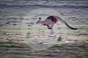 Macropus giganteus - Eastern Grey Kangaroo