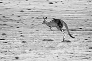 Macropus giganteus - Eastern Grey Kangaroo