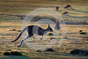 Macropus giganteus - Eastern Grey Kangaroo