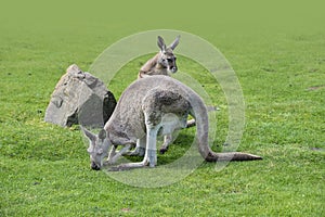 Macropus giganteus - Eastern Grey Kangaroo marsupial found in eastern third of Australia, also known as the great grey kangaroo