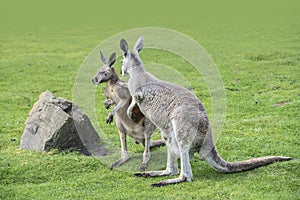 Macropus giganteus - Eastern Grey Kangaroo marsupial found in eastern third of Australia, also known as the great grey kangaroo