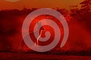 Macropus giganteus - Eastern Grey Kangaroo, standing close to the fire in Australia. Burning forest in Australia