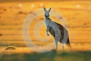 Macropus giganteus - Eastern Grey Kangaroo photo