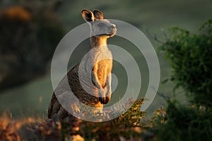 Macropus giganteus - Eastern Grey Kangaroo in Tasmania in Australia, Maria Island, Tasmania, standing on the meadow in the evening