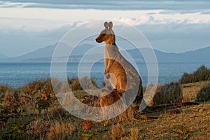 Macropus giganteus - Eastern Grey Kangaroo in Tasmania in Australia, Maria Island, Tasmania, standing on the meadow in the evening photo