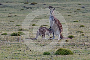 Macropus giganteus - Eastern Grey Kangaroo young child try to get back to the kangaroo bag