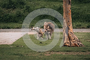 Macropus giganteus - Two Eastern Grey Kangaroos fighting with each other in Australia. Animal cruel duel in the green