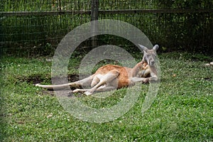 Macropus Rufus