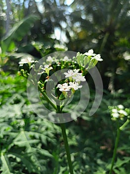 Macros Papaya Flowers
