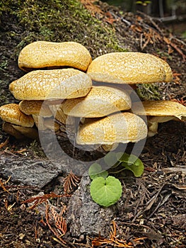 Macros photo of Gymnopilus mushrooms photo
