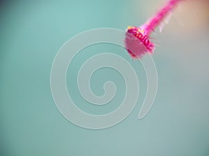 Macroscopic close-up on hibiscus stigma, background, template