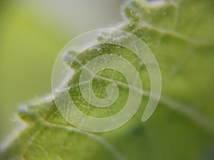 Macroscopic close-up on a leaf side