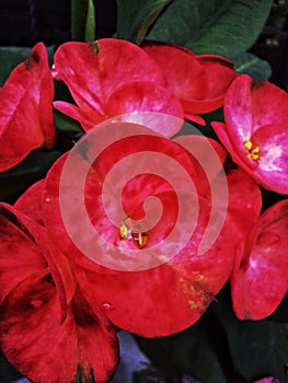 Macroshoot euphorbia flower