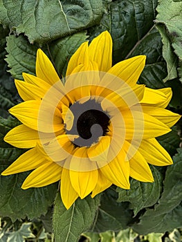 Macroshot of a bright yellow flower