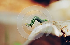 Macroshot of a caterpillar