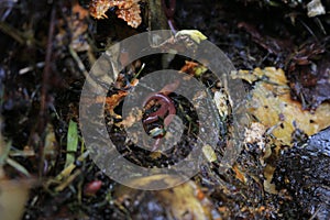 Macroshot of earthworms in soil Eisenia fetida