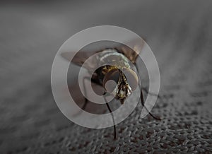 Macroshot of a housefly