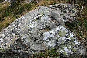 Macroshot of moss on stone Caucasus mountains Russia