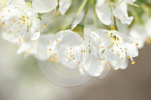 Macroshot for white plum flowers