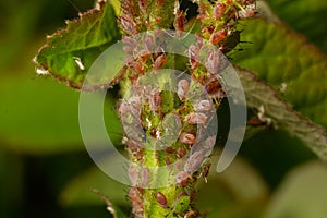 Macrosiphum rosae, the rose aphid is an aphid of the family Aphididae, Hemiptera