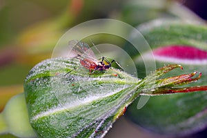 Macrosiphum rosae the rose aphid on the rose bud. It is a species of sap-sucking insect in the family Aphididae.